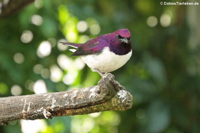 Cinnyricinclus leucogaster