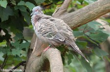 Blautäubchen (Claravis pretiosa) in der Wilhelma Stuttgart