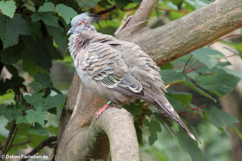 Blautäubchen (Claravis pretiosa)