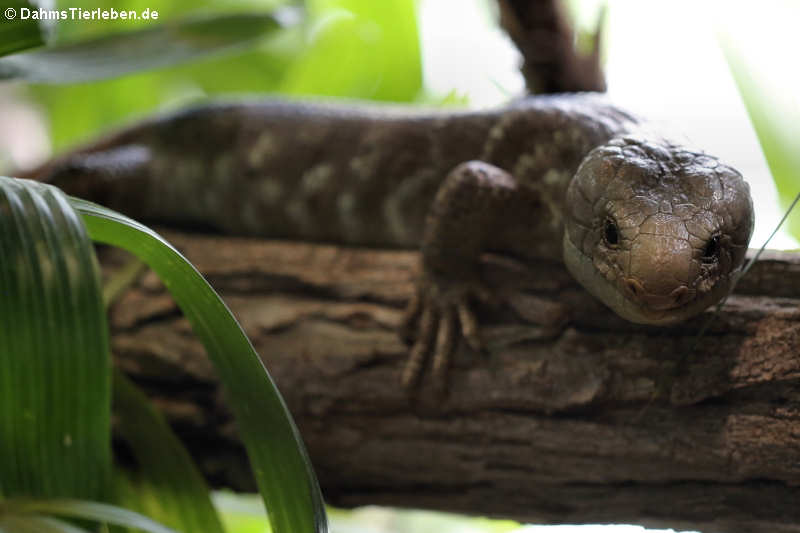 Wickelschwanz-Skink (Corucia zebrata)