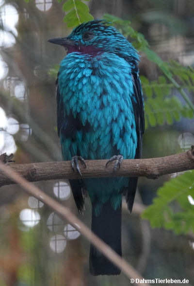 Cotinga cayana