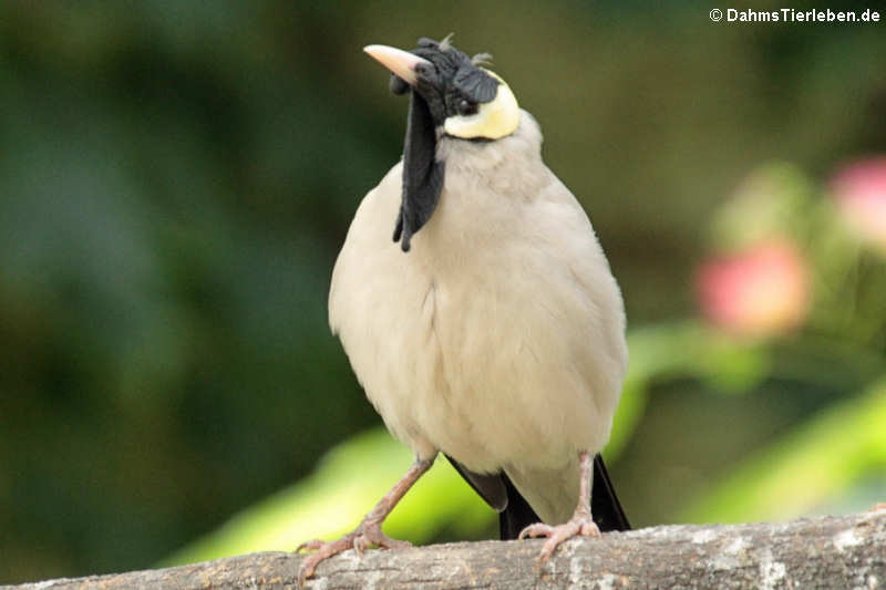 Creatophora cinerea-3