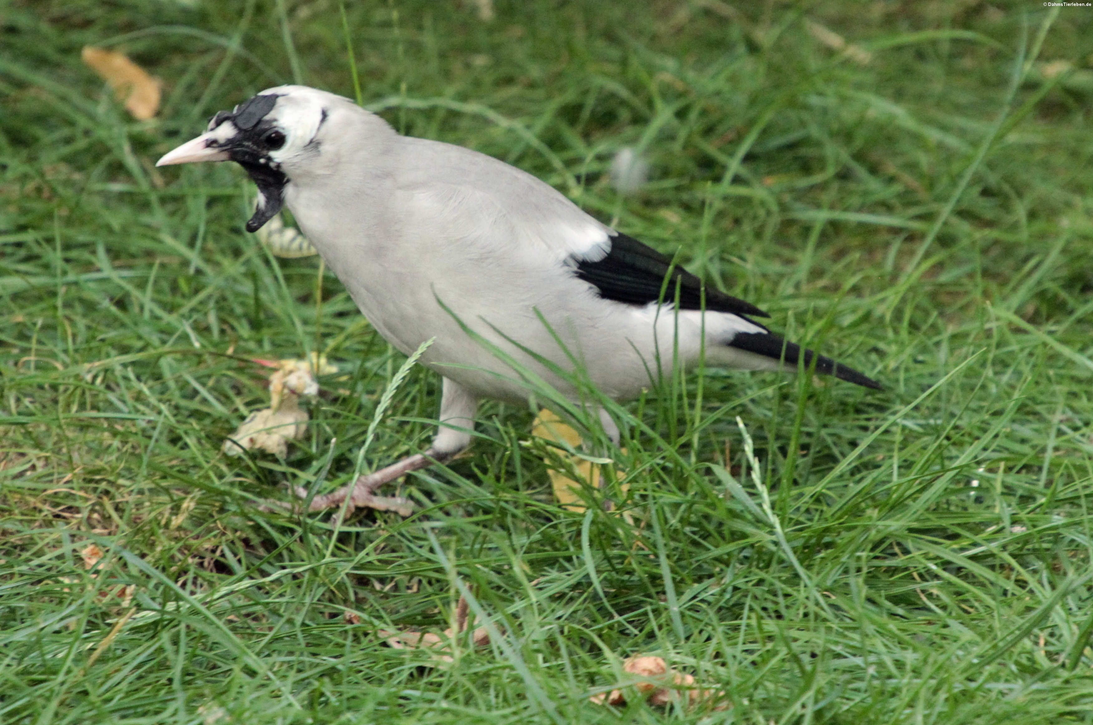 Creatophora cinerea-2