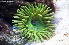 Fleischanemone (Cribrinopsis crassa) in der Wilhelma Stuttgart