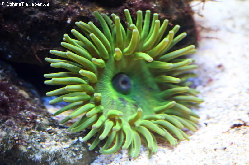 Fleischanemone Cribrinopsis crassa-2