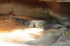 Australisches Süßwasserkrokodil (Crocodylus johnstoni) in der Wilhelma Stuttgart