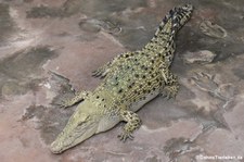 Leistenkrokodil (Crocodylus porosus) in der Wilhelma Stuttgart