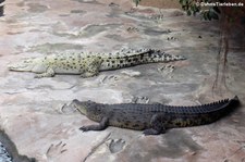 Leistenkrokodile (Crocodylus porosus) in der Wilhelma Stuttgart