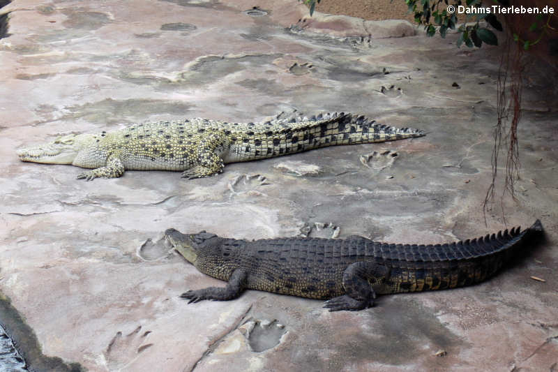 Crocodylus porosus