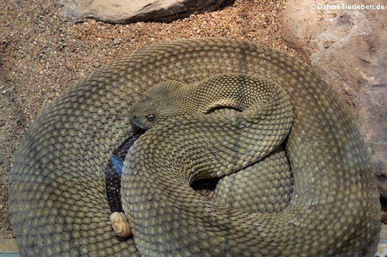 Crotalus basiliscus