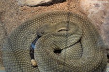 Basilisken-Klapperschlange (Crotalus basiliscus) in der Wilhelma Stuttgart