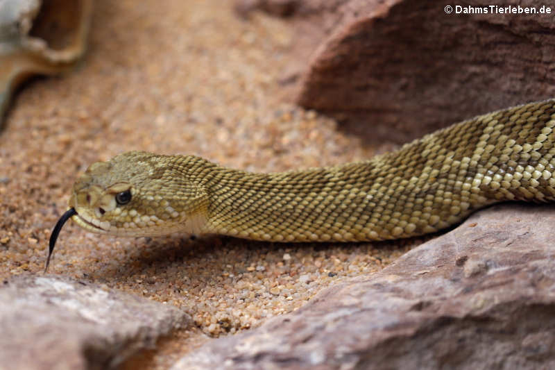 Basilisken-Klapperschlange (Crotalus basiliscus)