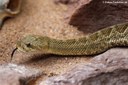 Crotalus basiliscus