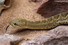 Basilisken-Klapperschlange (Crotalus basiliscus) in der Wilhelma Stuttgart