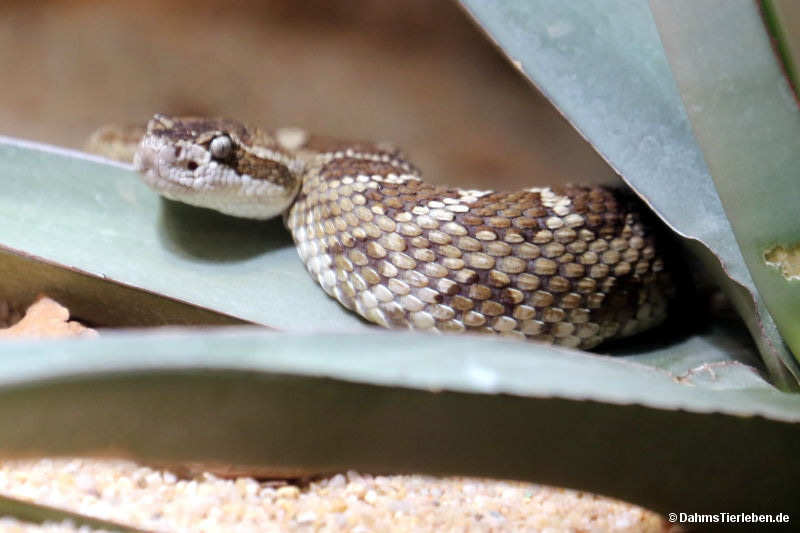 Pazifik-Klapperschlange
(Crotalus oreganus) Crotalus oreganus