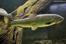 Graskarpfen (Ctenopharyngodon idella) in der Wilhelma Stuttgart