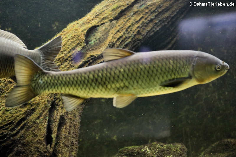 Ctenopharyngodon idella-1