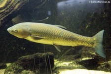 Graskarpfen (Ctenopharyngodon idella) in der Wilhelma Stuttgart