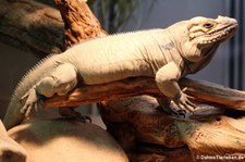 Nashornleguan (Cyclura cornuta) in der Wilhelma Stuttgart