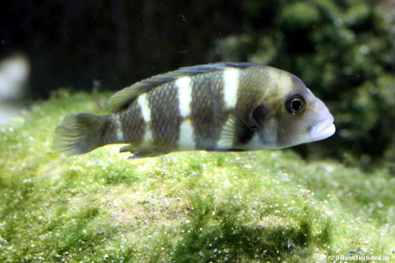 Tanganjika-Beulenkopf
(Cyphotilapia frontosa) Cyphotilapia frontosa