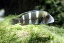Cyphotilapia frontosa