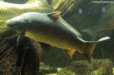 Karpfen (Cyprinus carpio) in der Zoom Erlebniswelt Gelsenkirchen