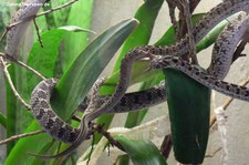 Gewöhnliche afrikanische Eierschlange (Dasypeltis scabra) in der Wilhelma Stuttgart