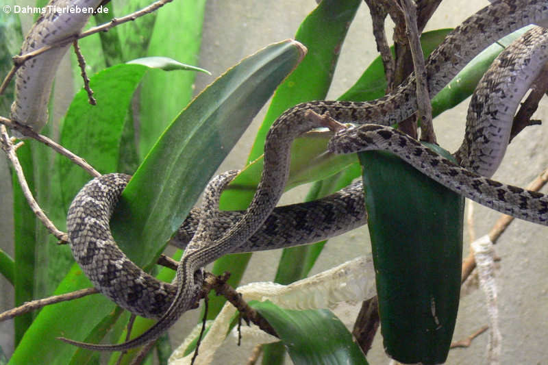 Dasypeltis scabra