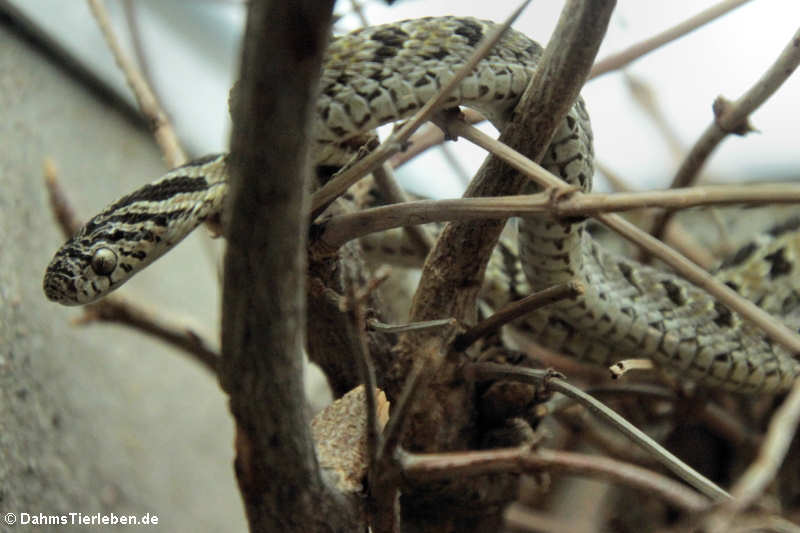 Dasypeltis scabra-1