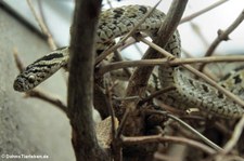 Gewöhnliche afrikanische Eierschlange (Dasypeltis scabra) in der Wilhelma Stuttgart