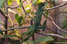 Ritteranolis (Anolis equestris) in der Wilhelma Stuttgart