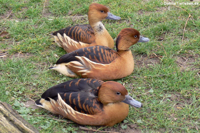 Gelbbrust-Pfeifgänse (Dendrocygna bicolor)