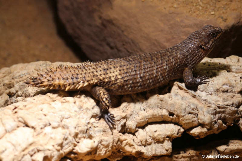Stachelschwanz-Skink
(Egernia stokesii) Stachelschwanz-Skink (Egernia stokesii)
