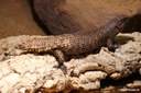 Egernia stokesii