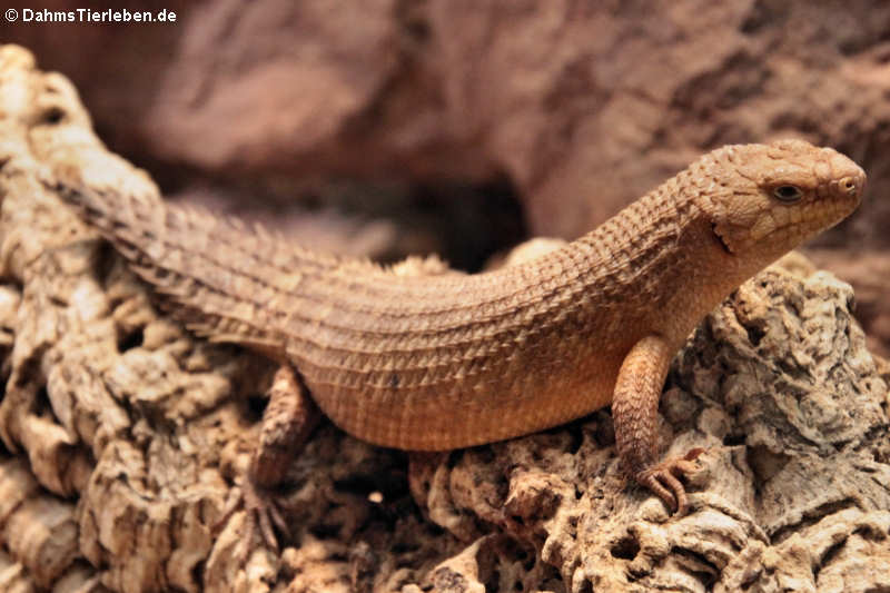 Stachelschwanz-Skink (Egernia stokesii)