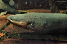 Zitteraal (Electrophorus electricus) in der Wilhelma Stuttgart