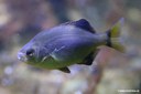Embiotoca lateralis