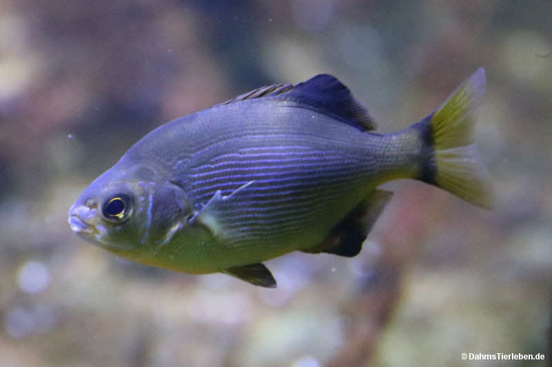 Embiotoca lateralis