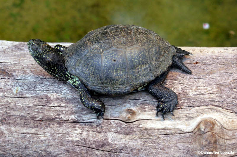 Europäische Sumpfschildkröte
(Emys orbicularis) Emys orbicularis