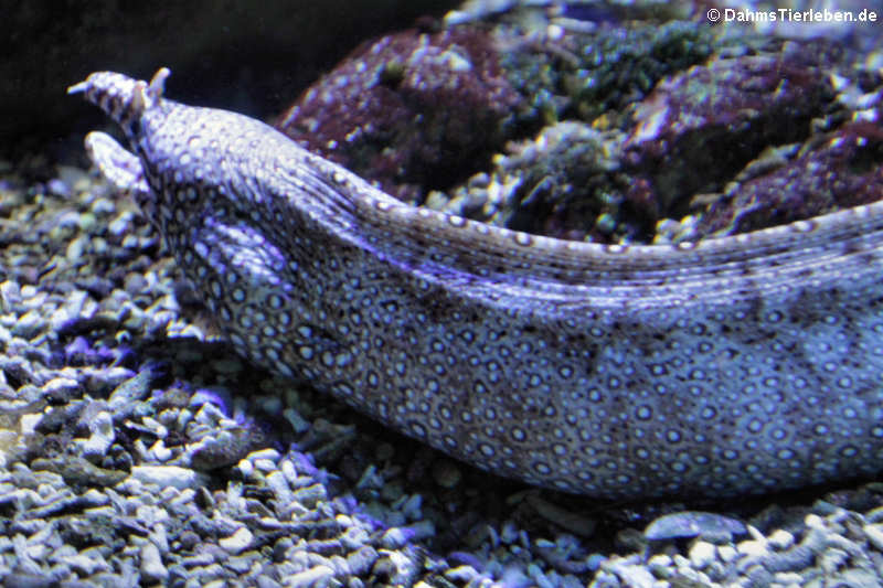 Drachenmuräne
(Enchelycore pardalis) Enchelycore pardalis