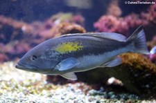 Dunkler Zackenbarsch (Epinephelus marginatus) in der Wilhelma Stuttgart