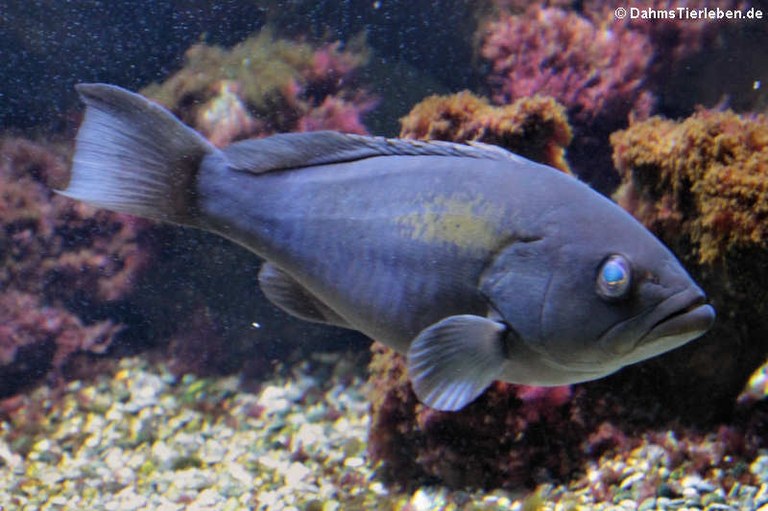 Epinephelus marginatus