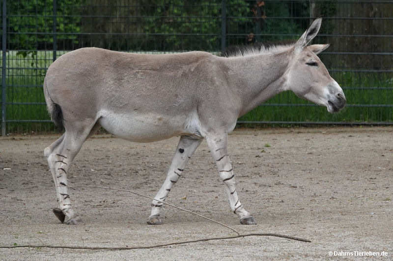 Somali-Wildesel
(Equus africanus somaliensis) Equus africanus somaliensis