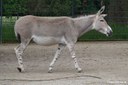 Equus africanus somaliensis