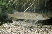 Europäischer Hecht (Esox lucius) in der Wilhelma Stuttgart