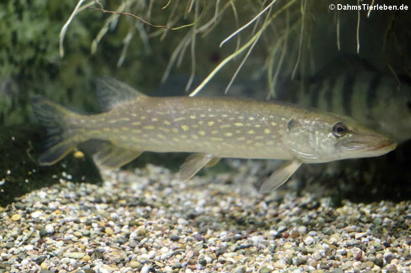 Europäischer Hecht (Esox lucius)