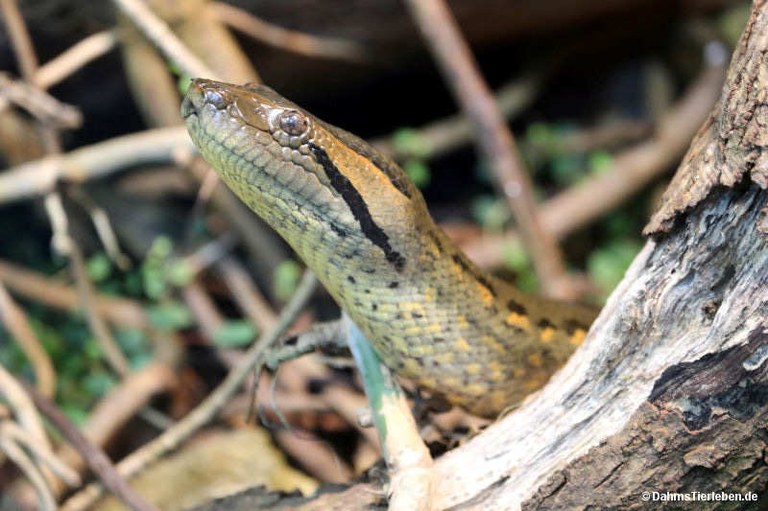 Eunectes murinus