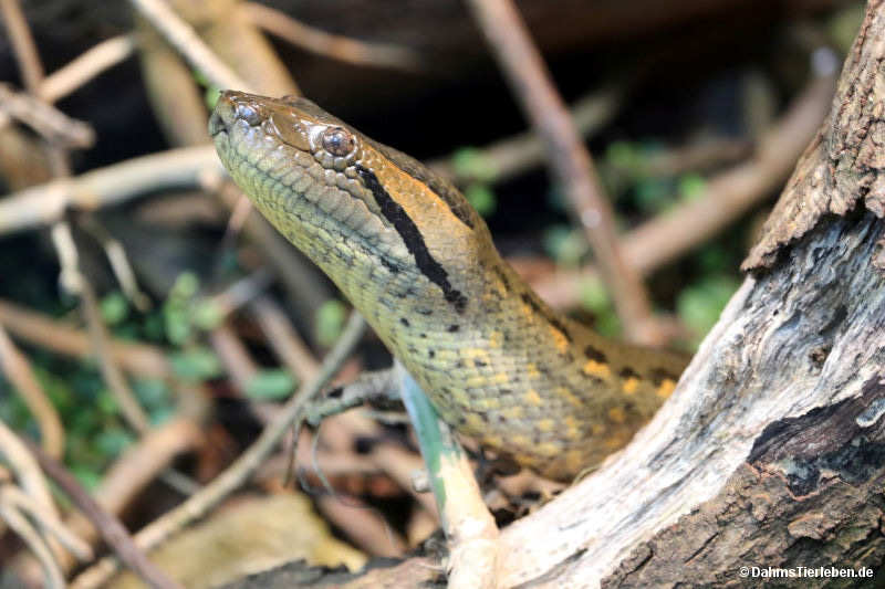 Große Anakonda
(Eunectes murinus) Eunectes murinus