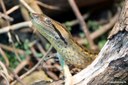 Eunectes murinus