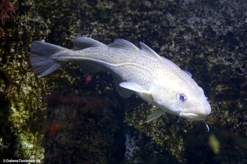 Dorsch oder Atlantischer Kabeljau
(Gadus morhua) Gadus morhua